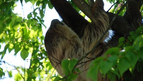 ナマケモノ 動物 埼玉県東松山市 埼玉県こども動物自然公園 ナマケモノ Psp壁紙 Ami Lab あみラボ