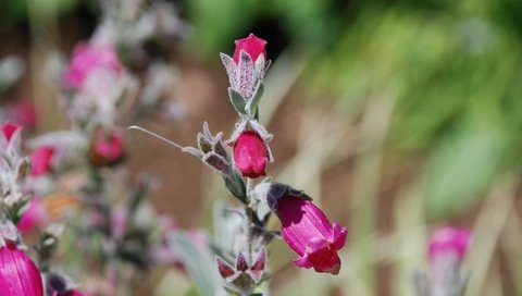 ピンクの花 草 木 花 4月 埼玉県深谷市 アカバナカスミソウ Psp壁紙 Ami Lab あみラボ