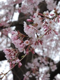 草・木・花（4月） / 桜(2010/04/04　240×320) － 埼玉県越谷市・桜