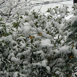 越谷市・雪景色
