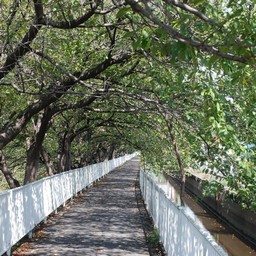 吉川市・桜並木の遊歩道