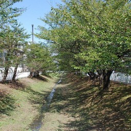 吉川市・桜並木の遊歩道