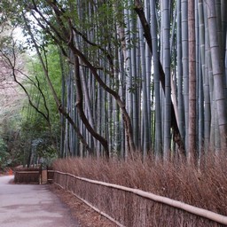 京都市・嵐山・竹林
