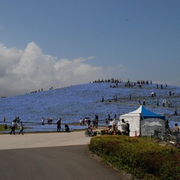 茨城県・ひたち海浜公園