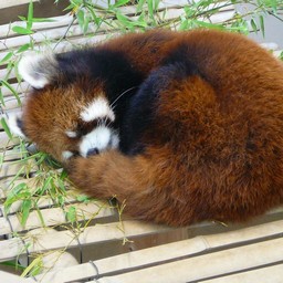 埼玉県さいたま市 大崎公園 レッサーパンダ 動物 無料写真素材 あみラボ