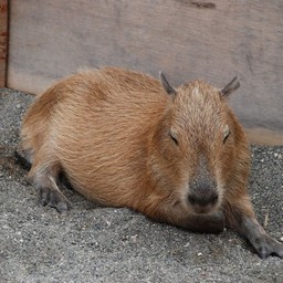 千葉県市川市 動植物園 カピパラ 動物 無料写真素材 あみラボ