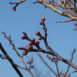 梅の花芽