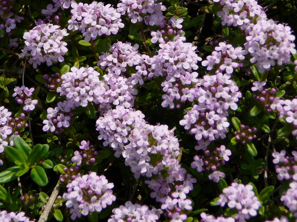 埼玉県さいたま市・大崎公園・紫の花 - 草花（5月撮影） - 無料写真素材 - あみラボ