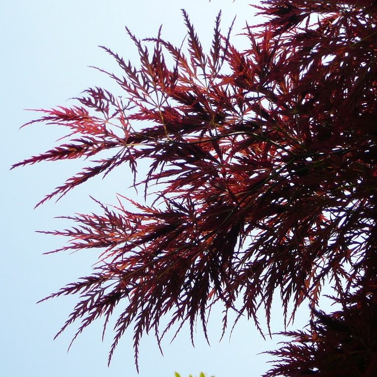 埼玉県さいたま市・大崎公園・モミジ - 草花（5月撮影） - 無料写真素材 - あみラボ