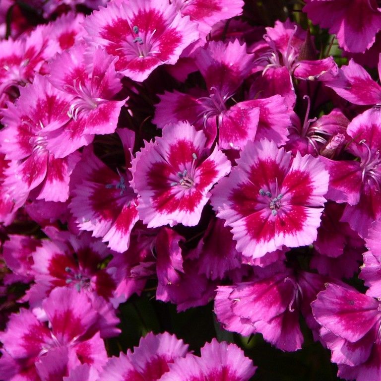 埼玉県さいたま市・大崎公園・ピンクの花 - 草花（5月撮影） - 無料写真素材 - あみラボ