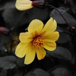 黄色い花