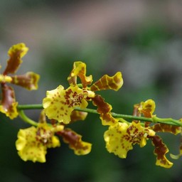 黄色い花