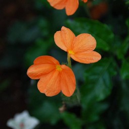 橙の花