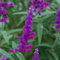 紫の花