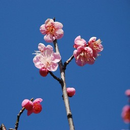 埼玉県越谷市 梅園 梅 草花 2月撮影 無料写真素材 あみラボ