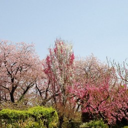 桜＆桃