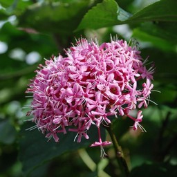 東京都中央区 日比谷公園 ボタンクサギ 草花 10月撮影 無料写真素材 あみ