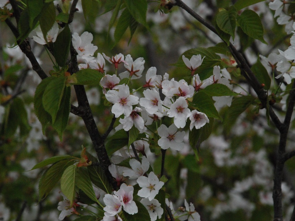 群馬県みどり市・白い花 - 草花（5月撮影） - 無料写真素材 - あみラボ