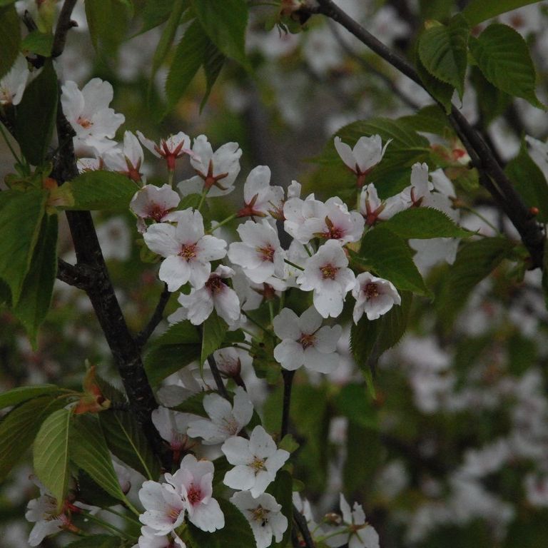 群馬県みどり市・白い花 - 草花（5月撮影） - 無料写真素材 - あみラボ