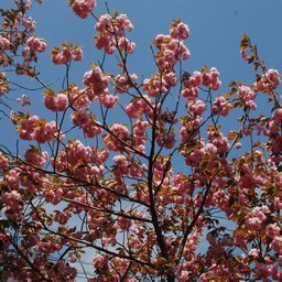 群馬県みどり市・サクラ - 草花（5月撮影） - 無料写真素材 - あみラボ