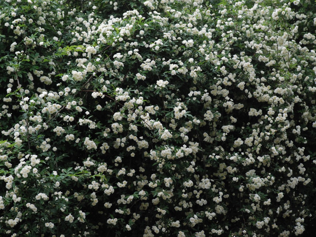 群馬県館林市・白い花 - 草花（5月撮影） - 無料写真素材 - あみラボ