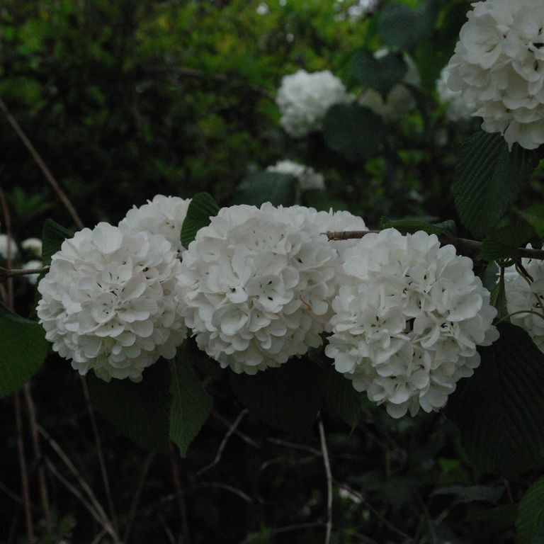 群馬県館林市・オオデマリ - 草花（5月撮影） - 無料写真素材 - あみラボ