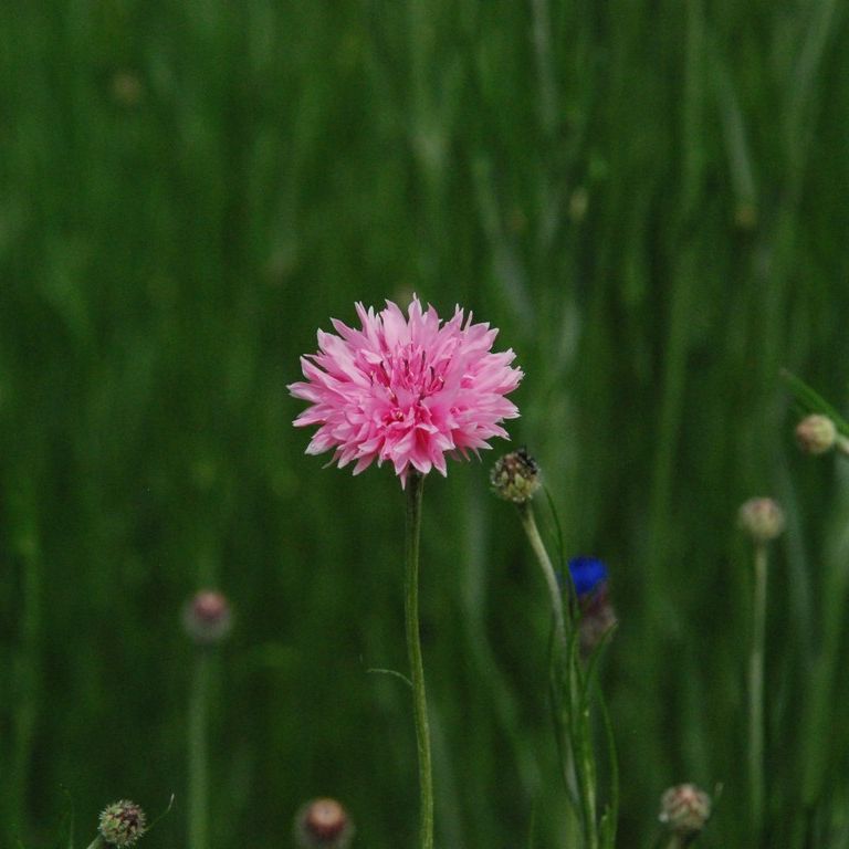 群馬県館林市・ピンクの花 - 草花（5月撮影） - 無料写真素材 - あみラボ