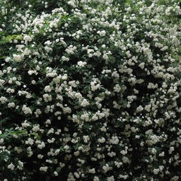 群馬県館林市・白い花 - 草花（5月撮影） - 無料写真素材 - あみラボ