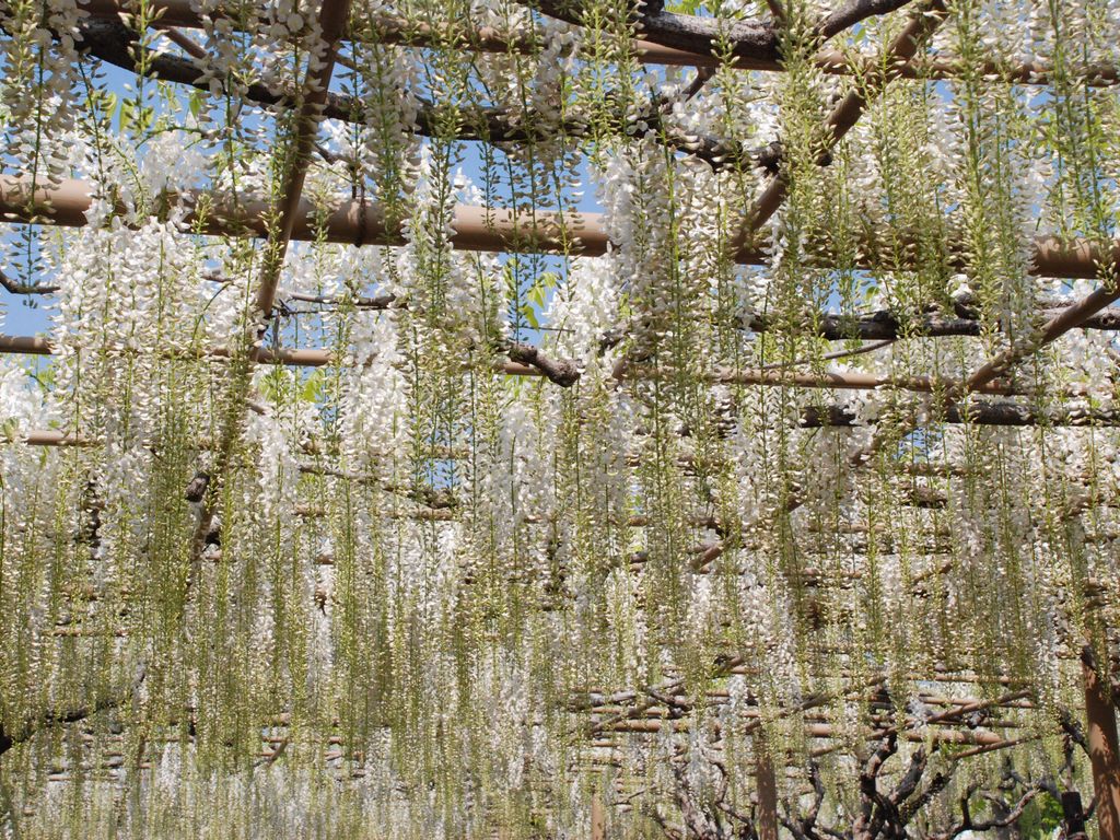 栃木県足利市・足利フラワーパーク・フジ - 草花（5月撮影） - 無料写真素材 - あみラボ