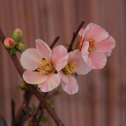 草花 1月撮影 無料写真素材 あみラボ Ami Laboratory