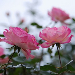 バラ の 花びら イラスト Pngアイコンを無料でダウンロード