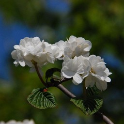 草花 5月撮影 無料写真素材 あみラボ Ami Laboratory